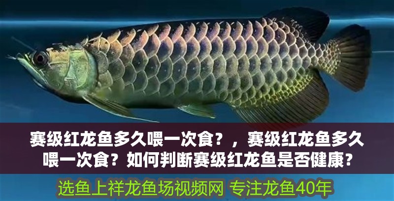 詳細閱讀:賽級紅龍魚多久喂一次食?,賽級紅龍魚多久喂一次食?如何判斷賽級紅龍魚是否健康? 賽級紅龍魚多久喂一次食?,賽級紅龍魚多久喂一次食?如何判斷賽級紅龍魚是否健康?