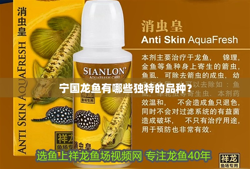 寧國龍魚有哪些獨(dú)特的品種？