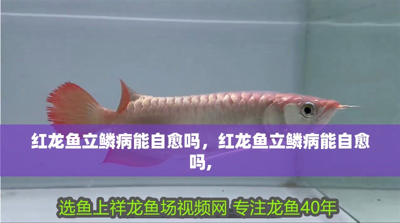 紅龍魚立鱗病能自愈嗎，紅龍魚立鱗病能自愈嗎,
