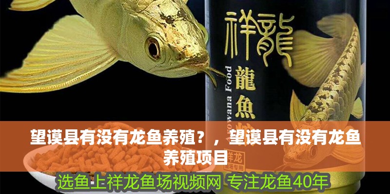 望謨縣有沒有龍魚養(yǎng)殖？，望謨縣有沒有龍魚養(yǎng)殖項目 望謨縣有沒有龍魚養(yǎng)殖？，望謨縣有沒有龍魚養(yǎng)殖項目 龍魚百科