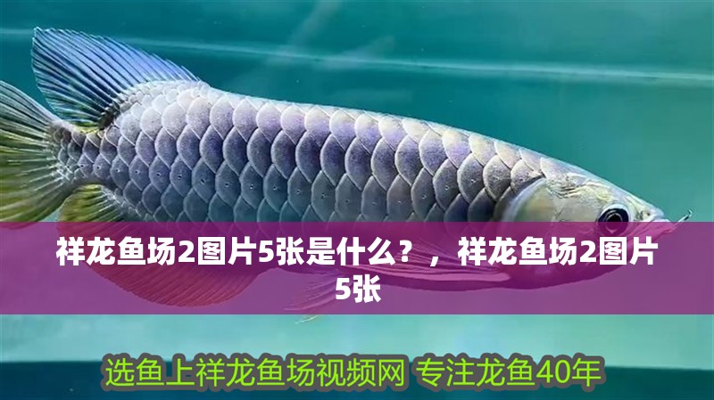 祥龍魚場2圖片5張是什么？，祥龍魚場2圖片5張 祥龍魚場2圖片5張是什么？，祥龍魚場2圖片5張 龍魚百科