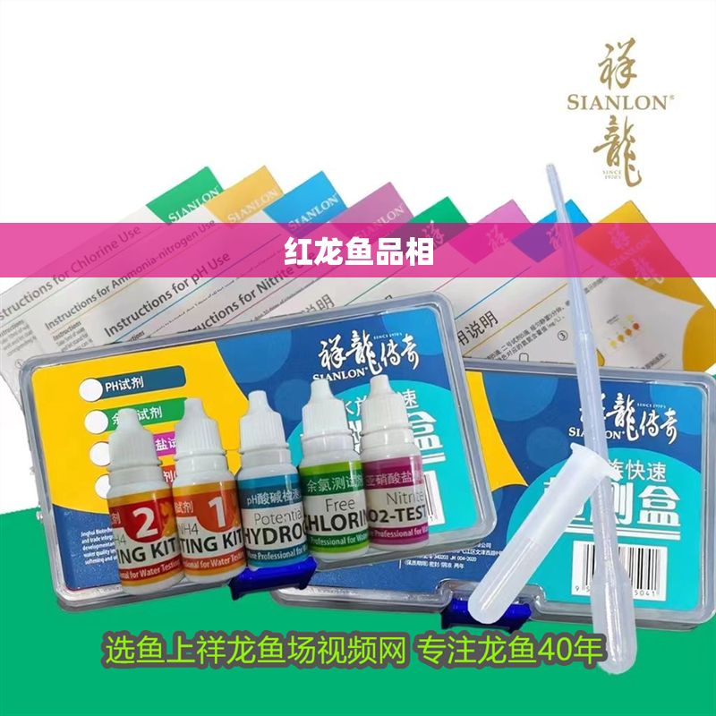 紅龍魚品相 紅龍魚品相 龍魚百科 第1張