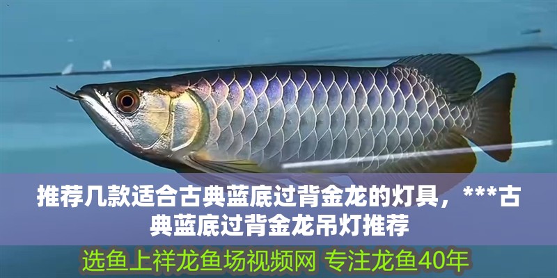 龍魚黑身最簡單三個原因 龍魚黑身最簡單三個原因 龍魚百科