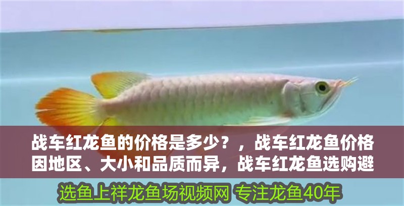 戰(zhàn)車紅龍魚的價格是多少？，戰(zhàn)車紅龍魚價格因地區(qū)、大小和品質(zhì)而異，戰(zhàn)車紅龍魚選購避坑指南