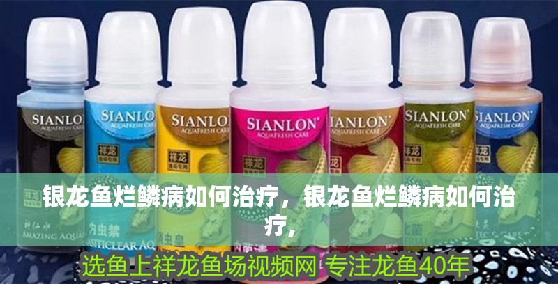 銀龍魚爛鱗病如何治療，銀龍魚爛鱗病如何治療,