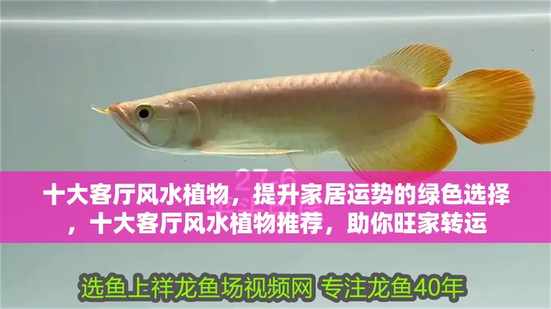 十大客廳風水植物，提升家居運勢的綠色選擇，十大客廳風水植物推薦，助你旺家轉運