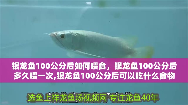銀龍魚100公分后如何喂食，銀龍魚100公分后多久喂一次,銀龍魚100公分后可以吃什么食物? 銀龍魚100公分后如何喂食，銀龍魚100公分后多久喂一次,銀龍魚100公分后可以吃什么食物? 龍魚百科