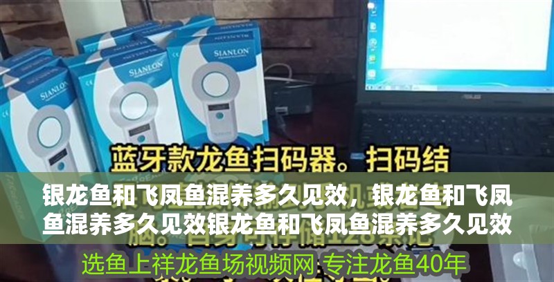 銀龍魚和飛鳳魚混養多久見效，銀龍魚和飛鳳魚混養多久見效銀龍魚和飛鳳魚混養多久見效