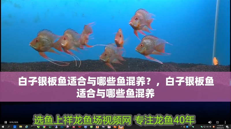 白子銀板魚適合與哪些魚混養？，白子銀板魚適合與哪些魚混養 白子銀板魚適合與哪些魚混養？，白子銀板魚適合與哪些魚混養 龍魚百科