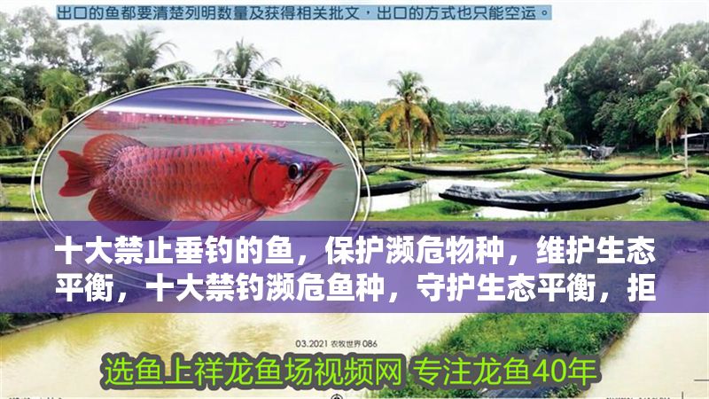 十大禁止垂釣的魚，保護瀕危物種，維護生態平衡，十大禁釣瀕危魚種，守護生態平衡，拒絕非法垂釣