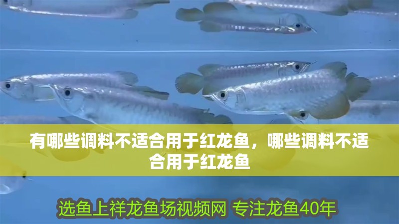 有哪些調料不適合用于紅龍魚，哪些調料不適合用于紅龍魚