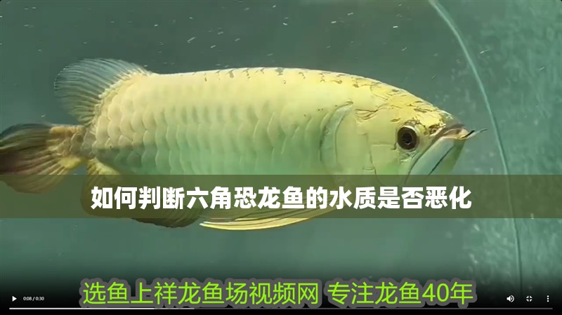 詳細(xì)閱讀:如何判斷六角恐龍魚(yú)的水質(zhì)是否惡化 如何判斷六角恐龍魚(yú)的水質(zhì)是否惡化