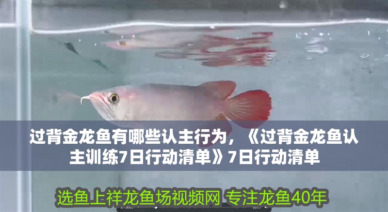 過背金龍魚有哪些認主行為，《過背金龍魚認主訓練7日行動清單》7日行動清單