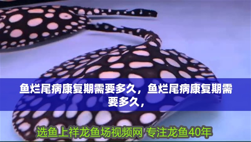 魚爛尾病康復(fù)期需要多久，魚爛尾病康復(fù)期需要多久，