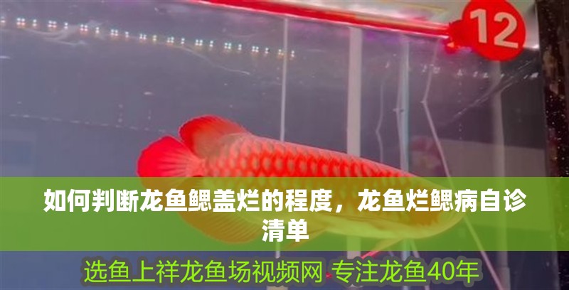 我的虎魚真菌感染了要怎么處理 如何判斷龍魚鰓蓋爛的程度,龍魚爛鰓病自診清單 龍魚百科 如何判斷龍魚鰓蓋爛的程度,龍魚爛鰓病自診清單 如何判斷龍魚鰓蓋爛的程度,龍魚爛鰓病自診清單 龍魚百科