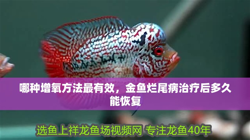 詳細閱讀:哪種增氧方法最有效,金魚爛尾病治療后多久能恢復 哪種增氧方法最有效,金魚爛尾病治療后多久能恢復