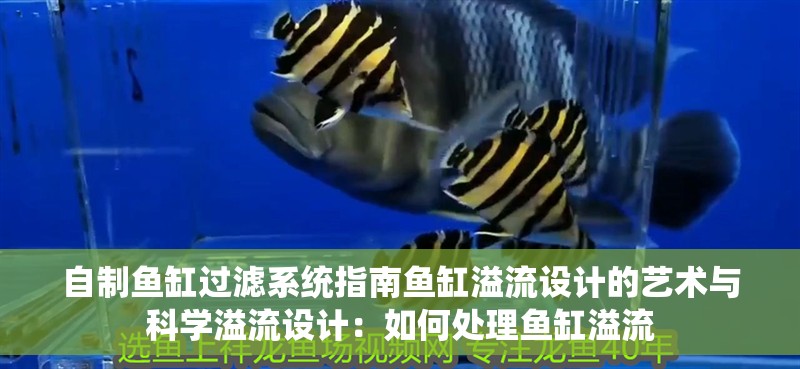 自制魚缸過濾系統指南魚缸溢流設計的藝術與科學溢流設計：如何處理魚缸溢流 自制魚缸過濾系統指南魚缸溢流設計的藝術與科學溢流設計：如何處理魚缸溢流 魚缸百科