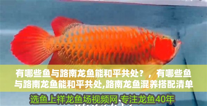 詳細(xì)閱讀:有哪些魚與路南龍魚能和平共處?,有哪些魚與路南龍魚能和平共處,路南龍魚混養(yǎng)搭配清單 有哪些魚與路南龍魚能和平共處?,有哪些魚與路南龍魚能和平共處,路南龍魚混養(yǎng)搭配清單