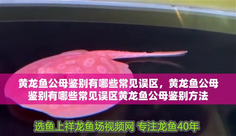 詳細(xì)閱讀:黃龍魚公母鑒別有哪些常見誤區(qū),黃龍魚公母鑒別有哪些常見誤區(qū)黃龍魚公母鑒別方法 黃龍魚公母鑒別有哪些常見誤區(qū),黃龍魚公母鑒別有哪些常見誤區(qū)黃龍魚公母鑒別方法