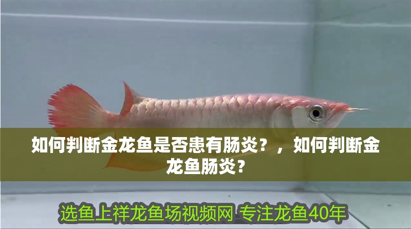 如何判斷金龍魚是否患有腸炎？，如何判斷金龍魚腸炎？