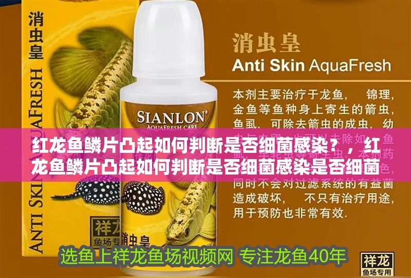 詳細(xì)閱讀:紅龍魚鱗片凸起如何判斷是否細(xì)菌感染?,紅龍魚鱗片凸起如何判斷是否細(xì)菌感染是否細(xì)菌感染 紅龍魚鱗片凸起如何判斷是否細(xì)菌感染?,紅龍魚鱗片凸起如何判斷是否細(xì)菌感染是否細(xì)菌感染