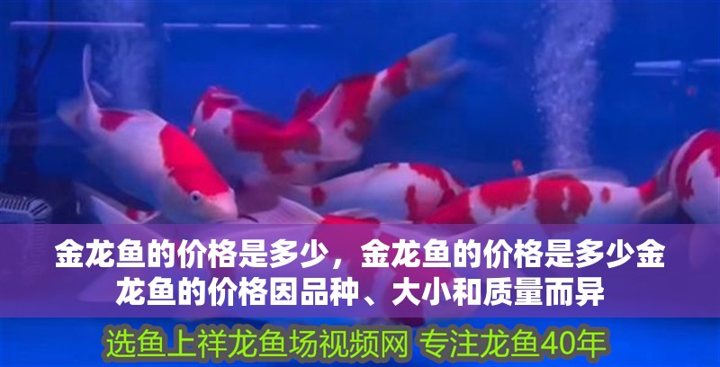 金龍魚的價格是多少，金龍魚的價格是多少金龍魚的價格因品種、大小和質量而異 金龍魚的價格是多少，金龍魚的價格是多少金龍魚的價格因品種、大小和質量而異 龍魚百科