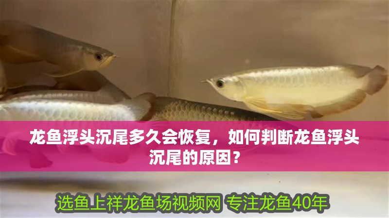 龍魚浮頭沉尾多久會恢復(fù)，如何判斷龍魚浮頭沉尾的原因？ 龍魚浮頭沉尾多久會恢復(fù)，如何判斷龍魚浮頭沉尾的原因？ 龍魚百科