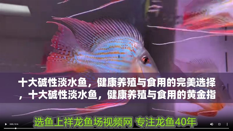 十大堿性淡水魚，健康養殖與食用的完美選擇，十大堿性淡水魚，健康養殖與食用的黃金指南