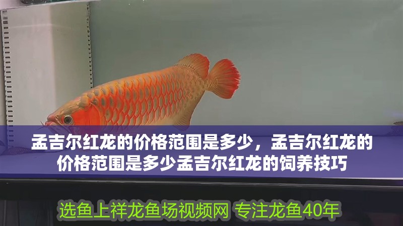 我的虎魚真菌感染了要怎么處理 孟吉爾紅龍的價(jià)格范圍是多少,孟吉爾紅龍的價(jià)格范圍是多少孟吉爾紅龍的飼養(yǎng)技巧 龍魚百科 孟吉爾紅龍的價(jià)格范圍是多少,孟吉爾紅龍的價(jià)格范圍是多少孟吉爾紅龍的飼養(yǎng)技巧 孟吉爾紅龍的價(jià)格范圍是多少,孟吉爾紅龍的價(jià)格范圍是多少孟吉爾紅龍的飼養(yǎng)技巧 龍魚百科