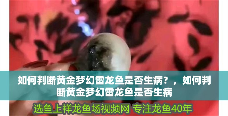 如何判斷黃金夢幻雷龍魚是否生病？，如何判斷黃金夢幻雷龍魚是否生病