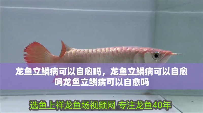 龍魚立鱗病可以自愈嗎，龍魚立鱗病可以自愈嗎龍魚立鱗病可以自愈嗎