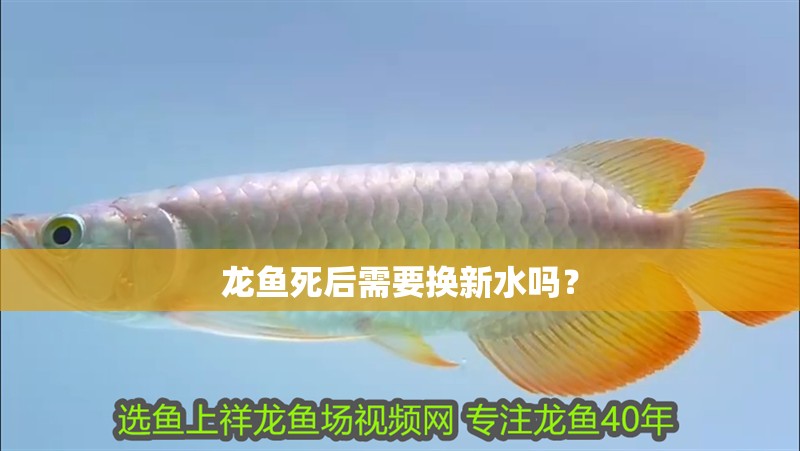 龍魚死后需要換新水嗎？