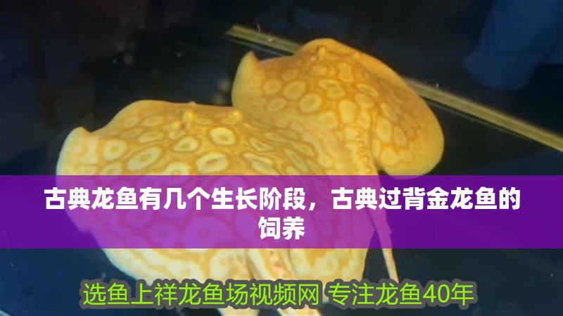 古典龍魚有幾個生長階段，古典過背金龍魚的飼養 古典龍魚有幾個生長階段，古典過背金龍魚的飼養 龍魚百科
