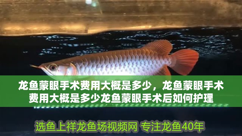 魚缸用增氧泵價(jià)格是多少:魚缸增氧機(jī)-xtrac增氧機(jī)-xtrac增氧機(jī) 龍魚蒙眼手術(shù)費(fèi)用大概是多少,龍魚蒙眼手術(shù)費(fèi)用大概是多少龍魚蒙眼手術(shù)后如何護(hù)理 龍魚百科 龍魚蒙眼手術(shù)費(fèi)用大概是多少,龍魚蒙眼手術(shù)費(fèi)用大概是多少龍魚蒙眼手術(shù)后如何護(hù)理 龍魚蒙眼手術(shù)費(fèi)用大概是多少,龍魚蒙眼手術(shù)費(fèi)用大概是多少龍魚蒙眼手術(shù)后如何護(hù)理 龍魚百科