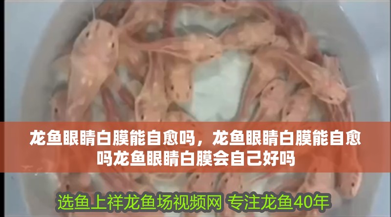 龍魚眼睛白膜能自愈嗎，龍魚眼睛白膜能自愈嗎龍魚眼睛白膜會自己好嗎 龍魚眼睛白膜能自愈嗎，龍魚眼睛白膜能自愈嗎龍魚眼睛白膜會自己好嗎 龍魚百科