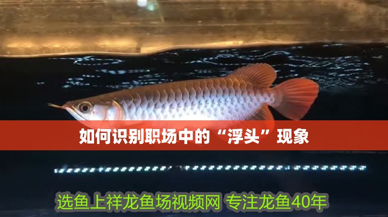 給大魚缸換水的作文:體驗(yàn)給大魚缸換水的樂趣:體驗(yàn)給大魚缸換水:給大魚缸換水的作文 如何識(shí)別職場(chǎng)中的“浮頭”現(xiàn)象 龍魚百科 如何識(shí)別職場(chǎng)中的“浮頭”現(xiàn)象 如何識(shí)別職場(chǎng)中的“浮頭”現(xiàn)象 龍魚百科
