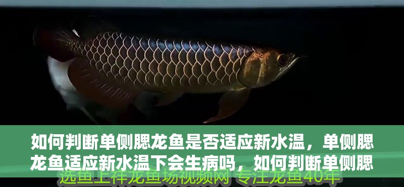 如何判斷單側(cè)腮龍魚(yú)是否適應(yīng)新水溫，單側(cè)腮龍魚(yú)適應(yīng)新水溫下會(huì)生病嗎，如何判斷單側(cè)腮龍魚(yú)是否適應(yīng)新水溫