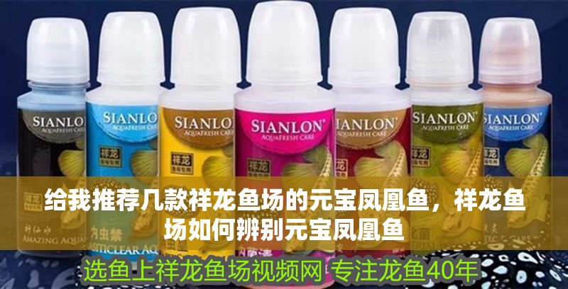 給我推薦幾款祥龍魚場的元寶鳳凰魚，祥龍魚場如何辨別元寶鳳凰魚 給我推薦幾款祥龍魚場的元寶鳳凰魚，祥龍魚場如何辨別元寶鳳凰魚 龍魚百科