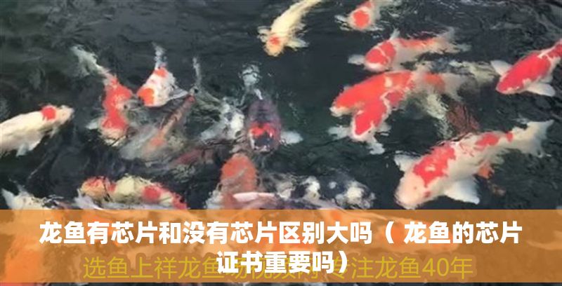 龍魚有芯片和沒有芯片區別大嗎（ 龍魚的芯片證書重要嗎）