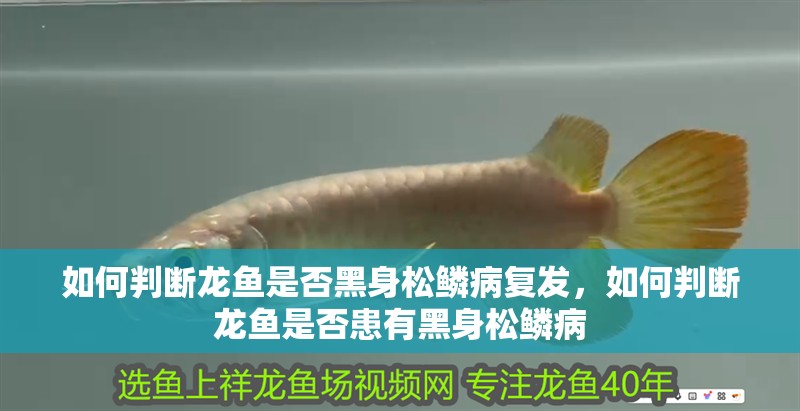 如何判斷龍魚是否黑身松鱗病復(fù)發(fā)，如何判斷龍魚是否患有黑身松鱗病 如何判斷龍魚是否黑身松鱗病復(fù)發(fā)，如何判斷龍魚是否患有黑身松鱗病 龍魚百科