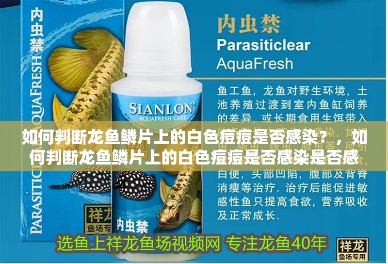 如何判斷龍魚鱗片上的白色痘痘是否感染？，如何判斷龍魚鱗片上的白色痘痘是否感染是否感染 如何判斷龍魚鱗片上的白色痘痘是否感染？，如何判斷龍魚鱗片上的白色痘痘是否感染是否感染 龍魚百科
