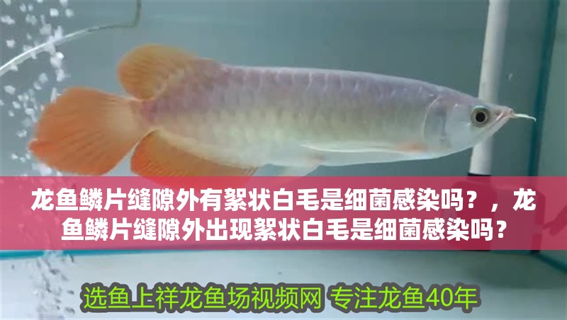 龍魚鱗片縫隙外有絮狀白毛是細菌感染嗎？，龍魚鱗片縫隙外出現絮狀白毛是細菌感染嗎？ 龍魚鱗片縫隙外有絮狀白毛是細菌感染嗎？，龍魚鱗片縫隙外出現絮狀白毛是細菌感染嗎？ 龍魚百科