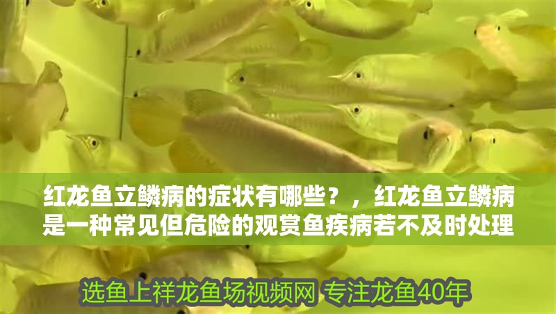 紅龍魚立鱗病的癥狀有哪些？，紅龍魚立鱗病是一種常見但危險的觀賞魚疾病若不及時處理 紅龍魚立鱗病的癥狀有哪些？，紅龍魚立鱗病是一種常見但危險的觀賞魚疾病若不及時處理 龍魚百科