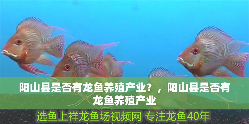 什么魚能和龍魚、虎魚混養(龍魚能和虎魚混養嗎) 陽山縣是否有龍魚養殖產業?,陽山縣是否有龍魚養殖產業 龍魚百科 陽山縣是否有龍魚養殖產業?,陽山縣是否有龍魚養殖產業 陽山縣是否有龍魚養殖產業?,陽山縣是否有龍魚養殖產業 龍魚百科