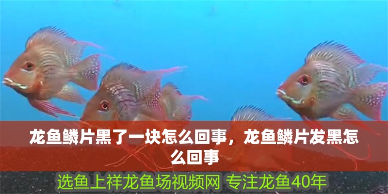 龍魚鱗片黑了一塊怎么回事，龍魚鱗片發黑怎么回事 龍魚鱗片黑了一塊怎么回事，龍魚鱗片發黑怎么回事 龍魚百科
