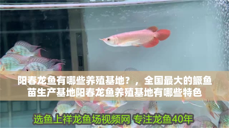 陽(yáng)春龍魚有哪些養(yǎng)殖基地？，全國(guó)最大的鱖魚苗生產(chǎn)基地陽(yáng)春龍魚養(yǎng)殖基地有哪些特色