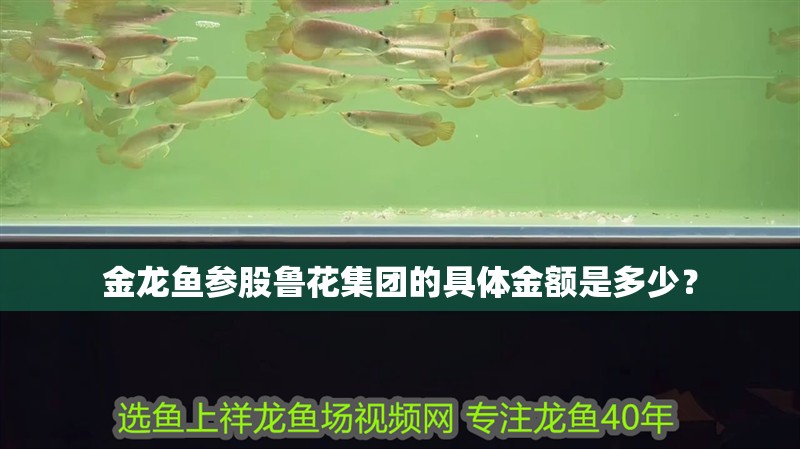 金龍魚參股魯花集團的具體金額是多少？