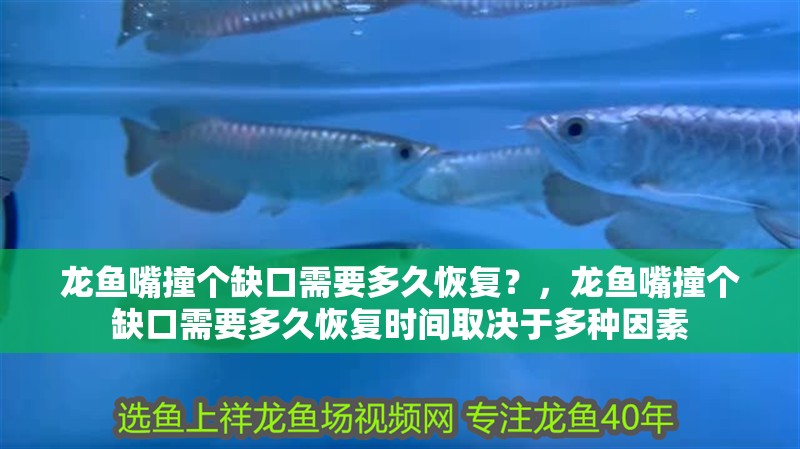 龍魚嘴撞個缺口需要多久恢復？，龍魚嘴撞個缺口需要多久恢復時間取決于多種因素