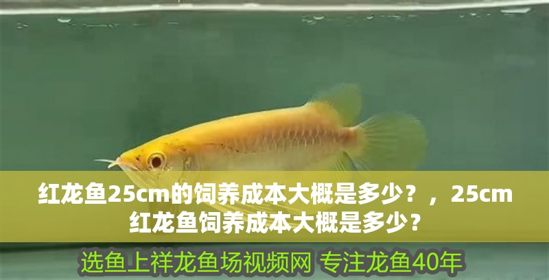紅龍魚25cm的飼養成本大概是多少？，25cm紅龍魚飼養成本大概是多少？