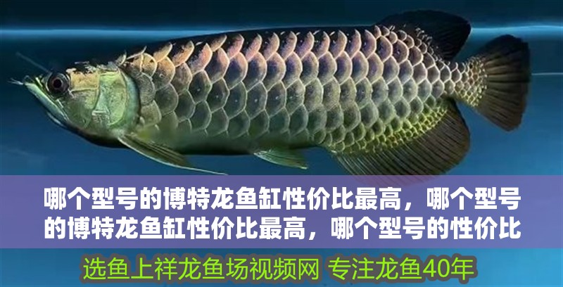 哪個型號的博特龍魚缸性價比最高，哪個型號的博特龍魚缸性價比最高，哪個型號的性價比最高